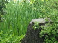 A stump amidst tall, green grass